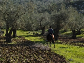 Olive Orchard in Jordan