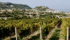 Vineyard in Syria